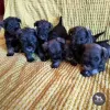 Additional photos: Miniature Schnauzer puppies