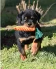 Photo №1. rottweiler - for sale in the city of Bruges | 650$ | Announcement № 55858