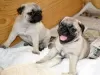 Photo №1. pug - for sale in the city of Chemnitz | negotiated | Announcement № 126354