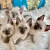 Photo №1. siamese cat - for sale in the city of Berlin | 423$ | Announcement № 83085