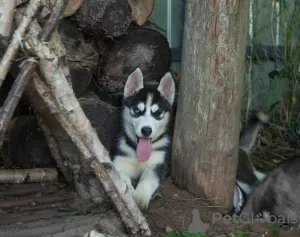 Photo №3. Siberian Husky. Russian Federation