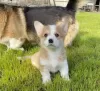 Photo №2 to announcement № 86785 for the sale of welsh corgi - buy in Australia private announcement