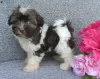 Photo №2 to announcement № 45058 for the sale of havanese dog - buy in Ireland 