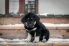 Additional photos: Puppies Khotosho (Buryat Dog) kennel Heritage of Buryatia