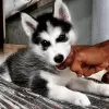 Photo №1. siberian husky - for sale in the city of Seydisfjordur | negotiated | Announcement № 116758