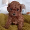 Additional photos: Toy Poodle puppies