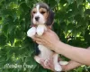 Photo №3. Beagle puppy. Saudi Arabia