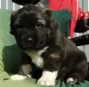 Additional photos: Central Asian Shepherd puppies