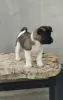 Additional photos: American Akita puppies