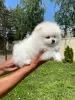 Additional photos: Pomeranian puppies