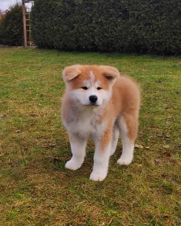 Additional photos: Akita Inu puppies