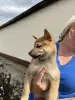 Photo №1. shiba inu - for sale in the city of Zrenjanin | 370$ | Announcement № 126802