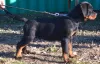 Photo №4. I will sell rottweiler in the city of Werbass.  - price - negotiated