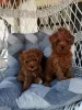 Additional photos: Red miniature poodle puppies