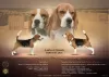 Additional photos: Beagle female for sale