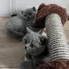 Photo №2 to announcement № 114825 for the sale of british shorthair - buy in Poland breeder