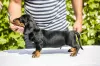 Additional photos: Standard dachshund puppies