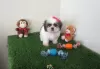 Photo №1. shih tzu - for sale in the city of Munich | 581$ | Announcement № 127493