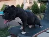 Photo №2 to announcement № 78253 for the sale of american bully - buy in Bulgaria breeder