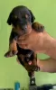 Additional photos: Doberman puppies for sale