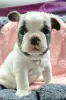 Photo №1. french bulldog - for sale in the city of Jyväskylä | Is free | Announcement № 99005