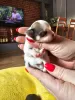 Photo №4. I will sell chihuahua in the city of Świecie. breeder - price - 1268$