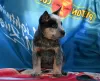 Additional photos: Australian Cattle Dog puppies