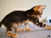 Additional photos: Bengal kittens