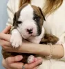 Additional photos: American Bulldog puppies for sale