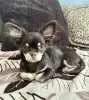 Photo №1. chihuahua - for sale in the city of Texas City | 300$ | Announcement № 105857