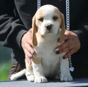 Photo №3. Gorgeous Girl. Beagle. Belarus