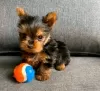 Photo №3. Yorkies puppy. United States