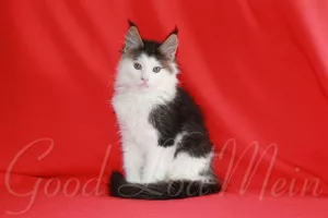 Photo №2 to announcement № 6345 for the sale of maine coon - buy in Russian Federation private announcement