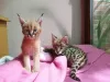 Additional photos: serval , savannah and caracal kittens available for loving homes