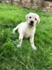 Photo №3. KC Labrador Retriever-Welpen!. Germany