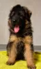 Additional photos: Long-haired German Shepherd puppies