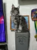 Photo №3. Maine Coon kittens. Ukraine