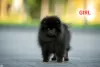 Additional photos: pomeranian puppies