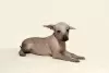 Additional photos: Mexican naked girls puppies - xoloitzcuintli