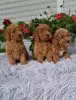 Photo №4. I will sell poodle (toy) in the city of Zrenjanin.  - price - negotiated