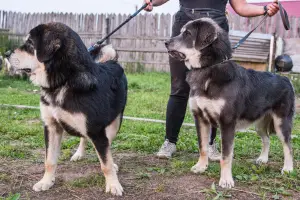 Photo №3. Gorgeous puppies of the Tibetan mastiff of the European type are looking for the. Russian Federation