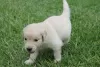 Photo №2 to announcement № 129273 for the sale of golden retriever - buy in Switzerland breeder