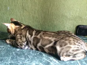 Photo №1. bengal cat - for sale in the city of Belgorod | 584$ | Announcement № 2953