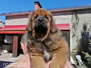 Additional photos: Tibetan mastiffs