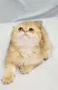 Photo №2 to announcement № 127496 for the sale of scottish fold - buy in Moldova from nursery