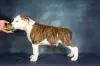 Additional photos: American Siffordshire Terrier puppies