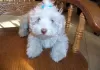 Photo №1. havanese dog - for sale in the city of Les Genevez | 400$ | Announcement № 44889