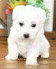 Photo №2 to announcement № 25290 for the sale of bichon frise - buy in Italy breeder