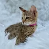 Photo №1. savannah cat - for sale in the city of Brussels | Is free | Announcement № 129829