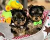 Photo №2 to announcement № 127877 for the sale of yorkshire terrier - buy in United States private announcement